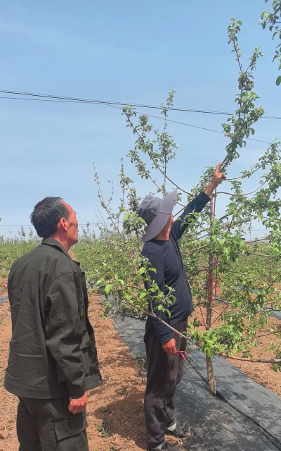 养花陶粒，提升植物生长，优化土壤环境