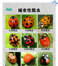 养花陶粒，提升植物生长，优化土壤环境