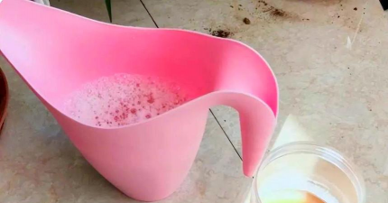 小众送妈妈的花有哪些花