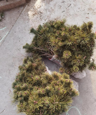 养花陶粒，提升植物生长，优化土壤环境