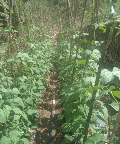 养花陶粒，提升植物生长，优化土壤环境