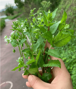 养殖场直联直报，提高数据效率，规范行业管理