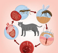 养殖场直联直报，提高数据效率，规范行业管理