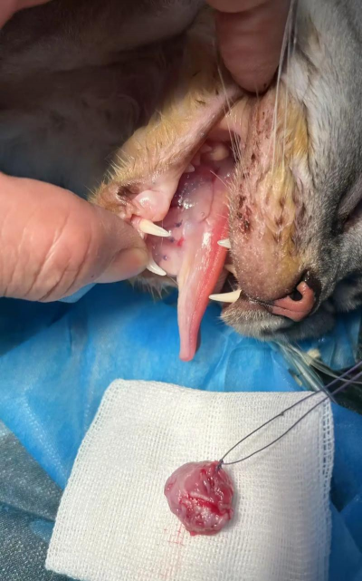 养殖场直联直报，提高数据效率，规范行业管理