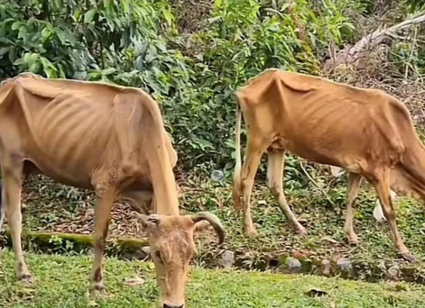养殖场直联直报，提高数据效率，规范行业管理