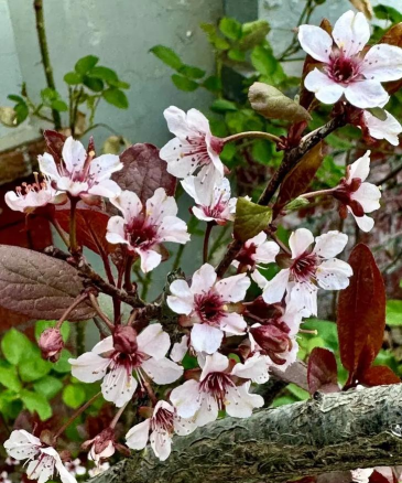 紫叶李什么时候开花