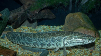 养殖场直联直报，提高数据效率，规范行业管理