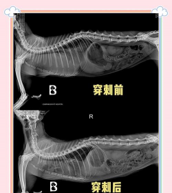 牛粪养花的正确方法，避免烧根，提升肥效