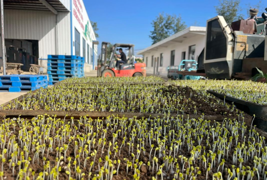 牛粪养花的正确方法，避免烧根，提升肥效