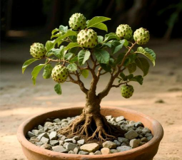 牛粪养花的正确方法，避免烧根，提升肥效