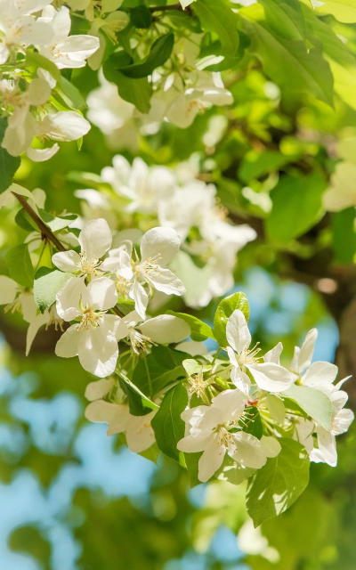 牛粪养花的正确方法，避免烧根，提升肥效