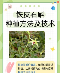 牛粪养花的正确方法，避免烧根，提升肥效