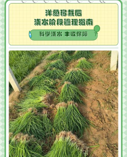 牛粪养花的正确方法，避免烧根，提升肥效