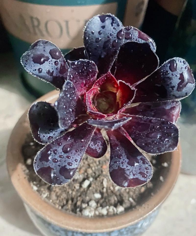 牛粪养花的正确方法，避免烧根，提升肥效