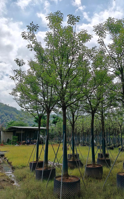 芦荟的养殖方法，轻松掌握技巧，养出健康植株