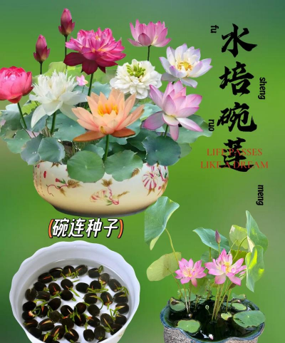 养花陶粒，提升植物生长，优化土壤环境