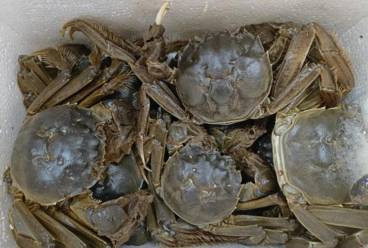 牛粪养花的正确方法，避免烧根，提升肥效