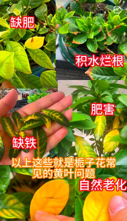 芦荟的养殖方法，轻松掌握技巧，养出健康植株
