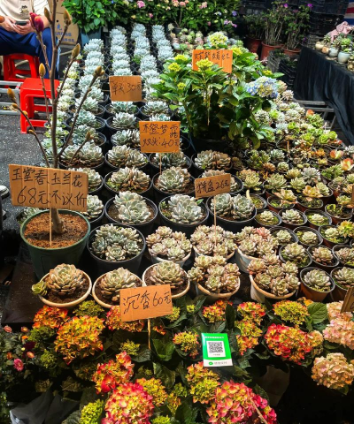 芦荟的养殖方法，轻松掌握技巧，养出健康植株