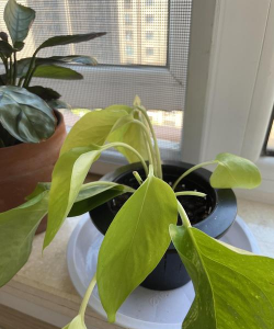 芦荟的养殖方法，轻松掌握技巧，养出健康植株