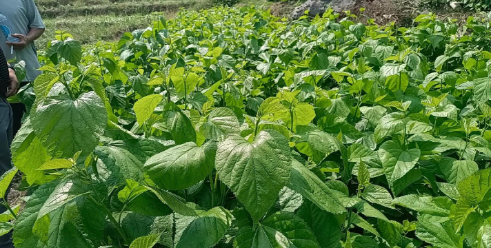 芦荟的养殖方法，轻松掌握技巧，养出健康植株