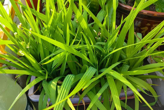 养花陶粒，提升植物生长，优化土壤环境