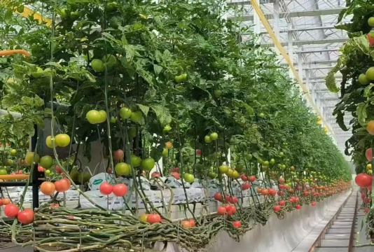 养花陶粒，提升植物生长，优化土壤环境