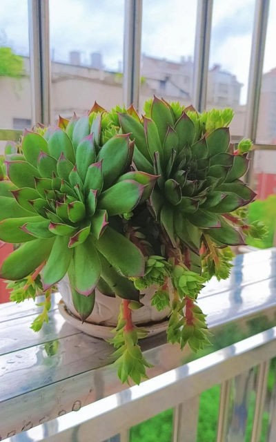 小众送妈妈的花有哪些花