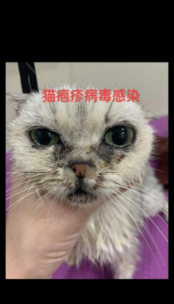 养花陶粒，提升植物生长，优化土壤环境