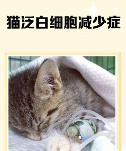 养花陶粒，提升植物生长，优化土壤环境