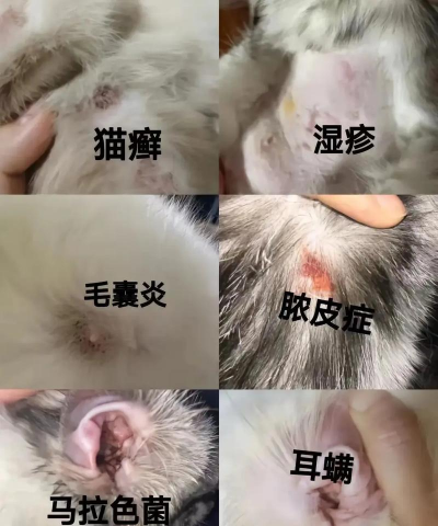 养花陶粒，提升植物生长，优化土壤环境