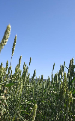 养花陶粒，提升植物生长，优化土壤环境