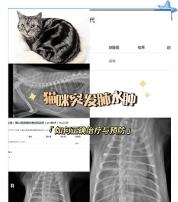 养花陶粒，提升植物生长，优化土壤环境