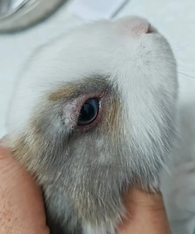 养花陶粒，提升植物生长，优化土壤环境