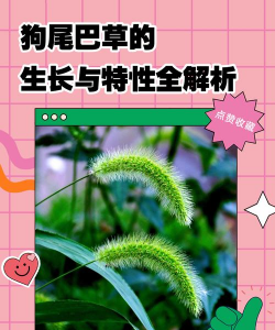 养花陶粒，提升植物生长，优化土壤环境