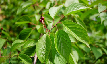 养殖场直联直报，提高数据效率，规范行业管理