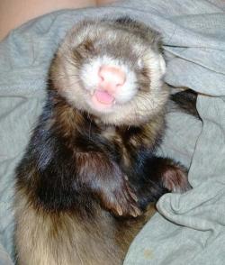 养殖场直联直报，提高数据效率，规范行业管理