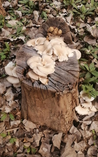 养殖场直联直报，提高数据效率，规范行业管理