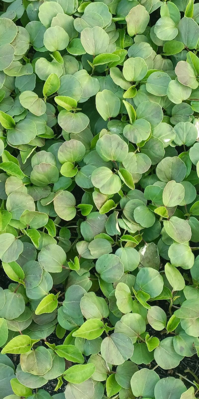 养殖场直联直报，提高数据效率，规范行业管理