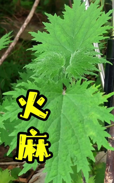 养殖场直联直报，提高数据效率，规范行业管理