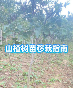 养殖场直联直报，提高数据效率，规范行业管理