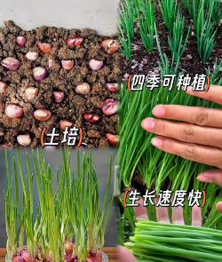 养殖场直联直报，提高数据效率，规范行业管理