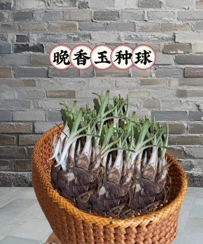 小众送妈妈的花有哪些花