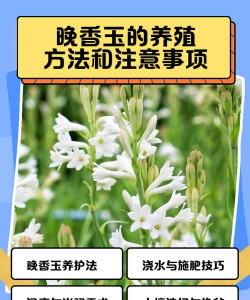 小众送妈妈的花有哪些花