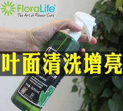 牛粪养花的正确方法，避免烧根，提升肥效