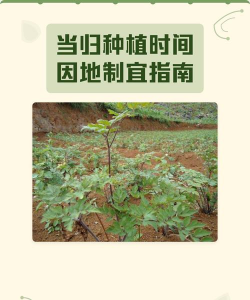 牛粪养花的正确方法，避免烧根，提升肥效