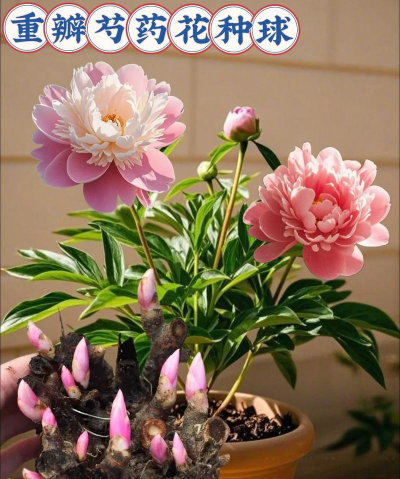 牛粪养花的正确方法，避免烧根，提升肥效