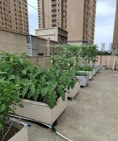 牛粪养花的正确方法，避免烧根，提升肥效