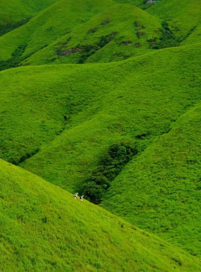 牛粪养花的正确方法，避免烧根，提升肥效