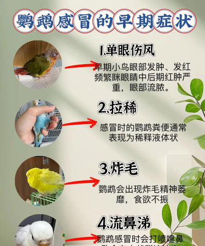 牛粪养花的正确方法，避免烧根，提升肥效